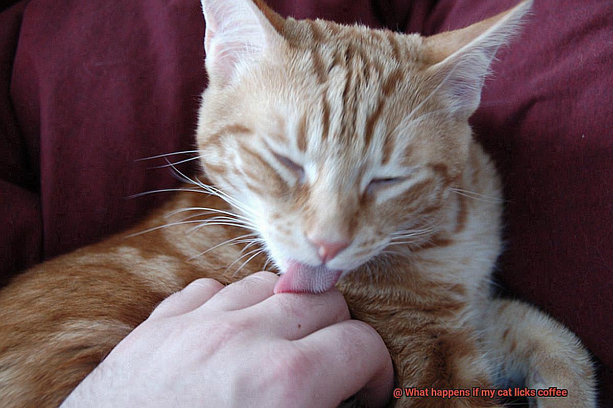 What happens if my cat licks coffee-3