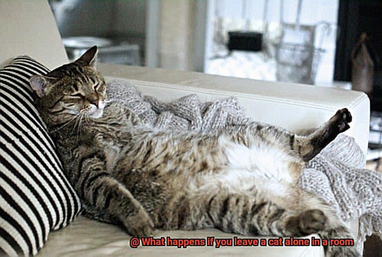What happens if you leave a cat alone in a room-3