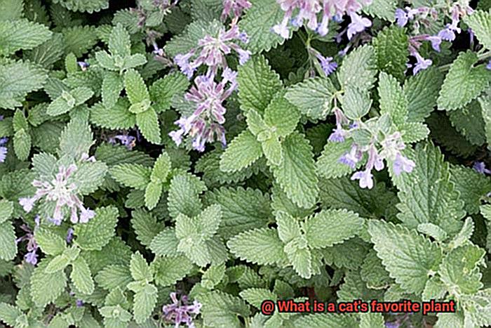 What is a cat's favorite plant-2