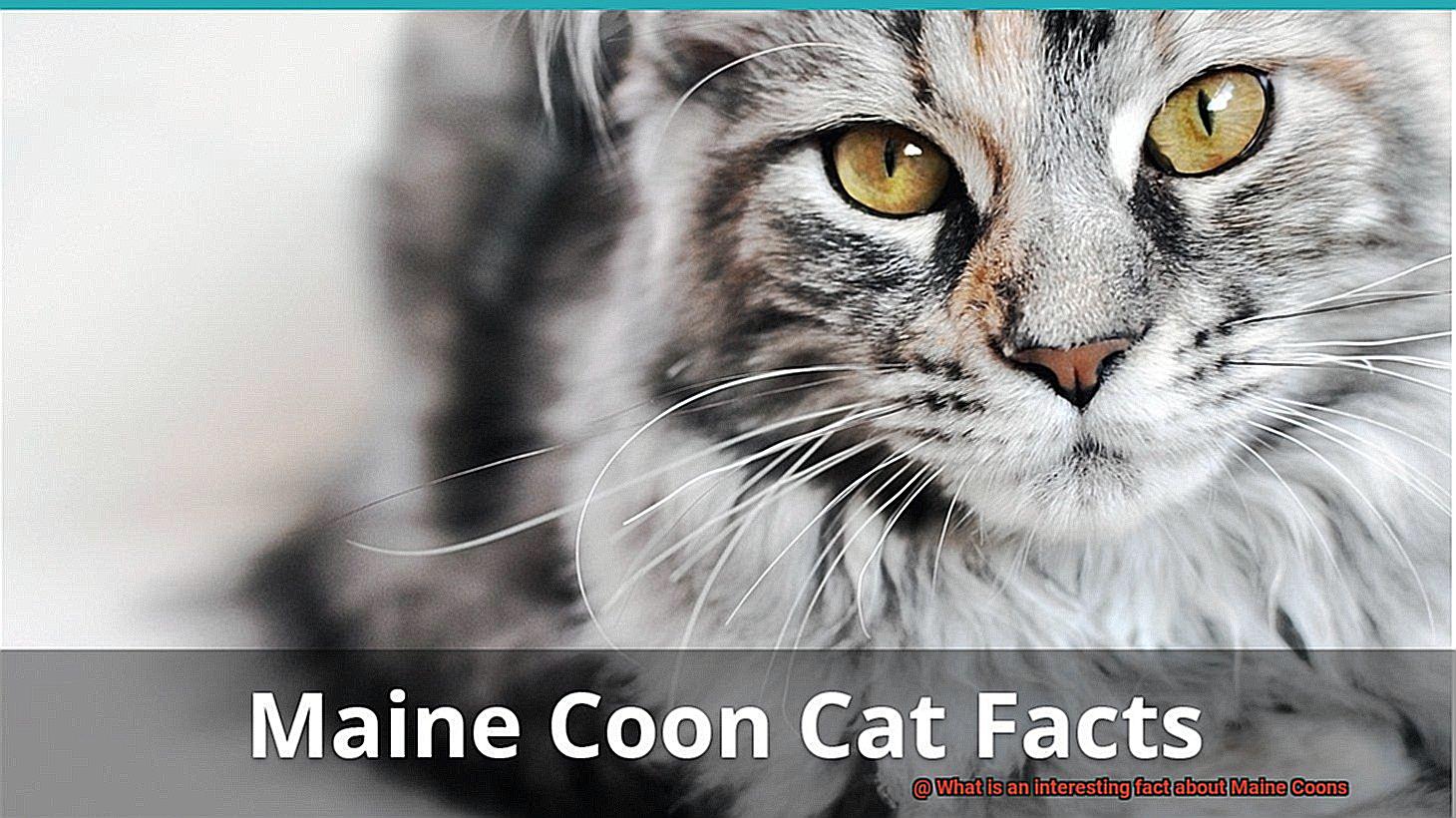What is an interesting fact about Maine Coons-2