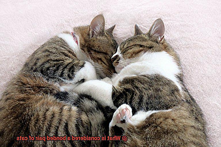 What is considered a bonded pair of cats-3