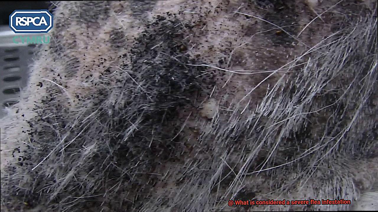 What is considered a severe flea infestation-4