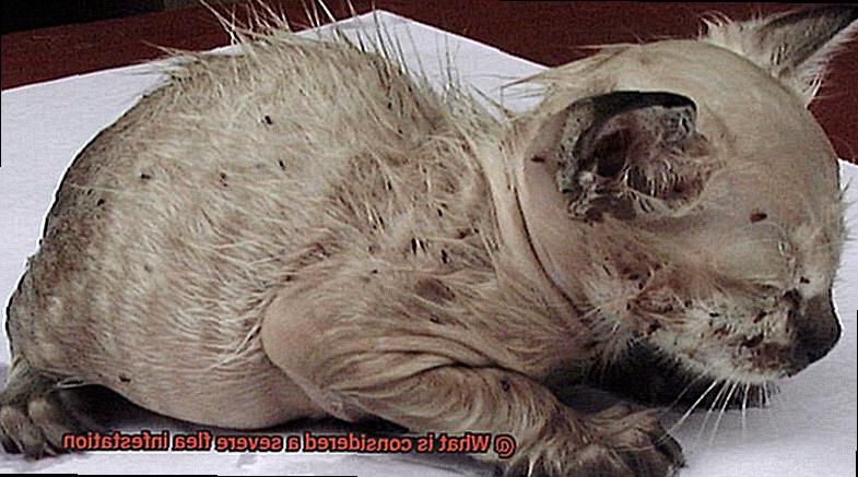 What is considered a severe flea infestation-3
