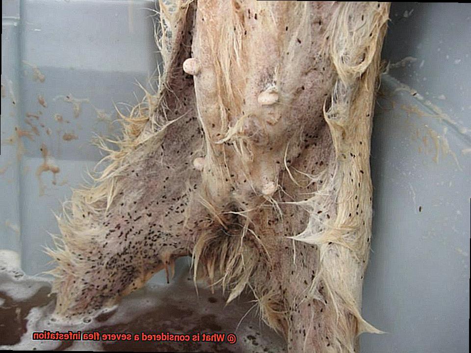 What is considered a severe flea infestation-2