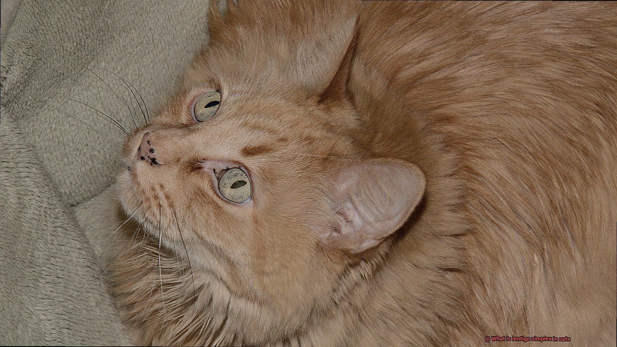 What is lentigo simplex in cats-2