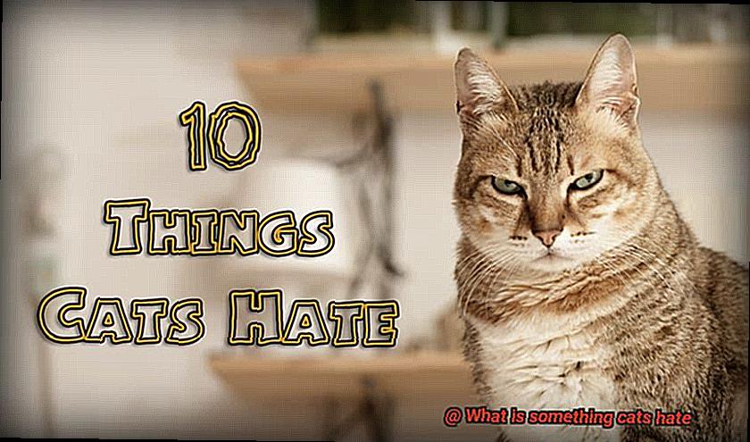 What is something cats hate-3