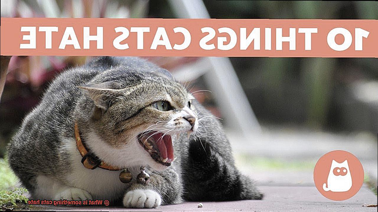 What is something cats hate-4