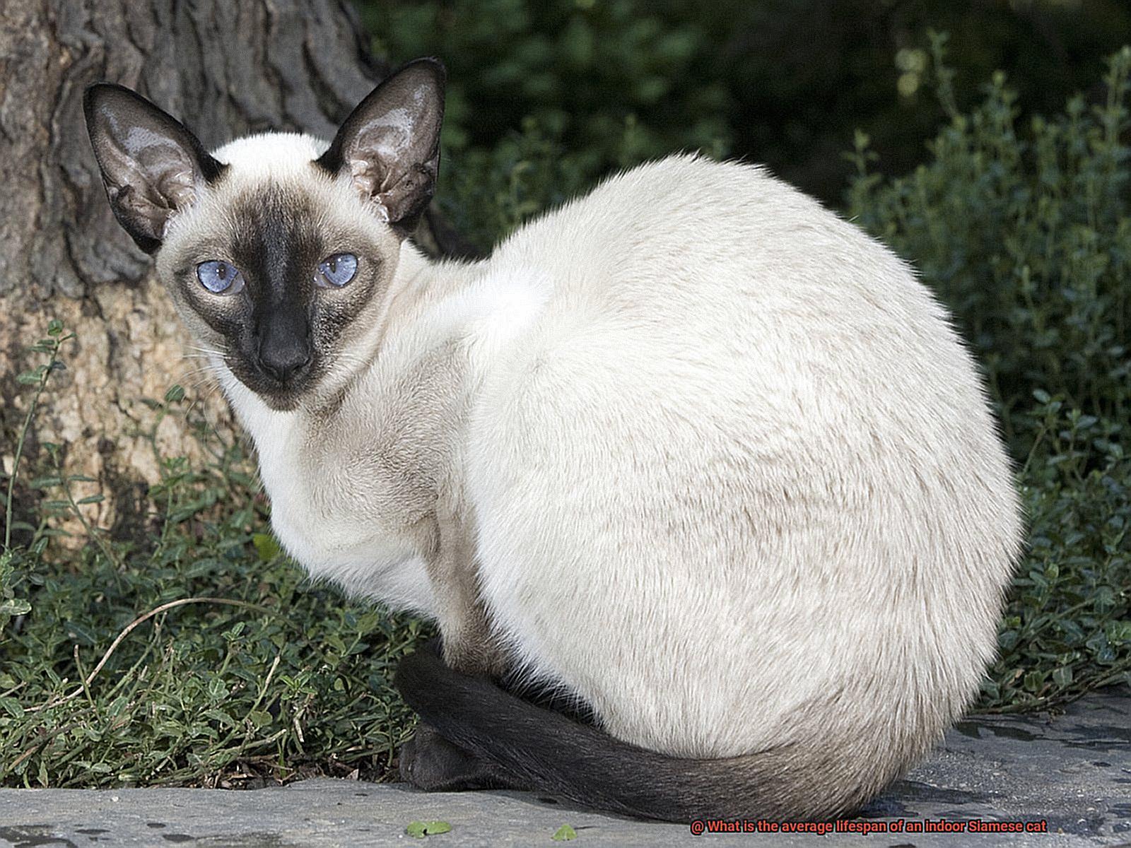 What is the average lifespan of an indoor Siamese cat-2