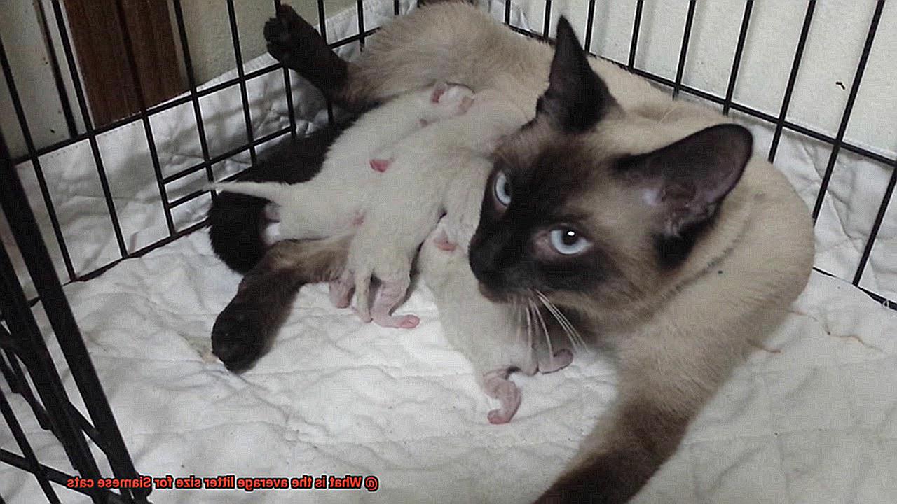 What is the average litter size for Siamese cats-3