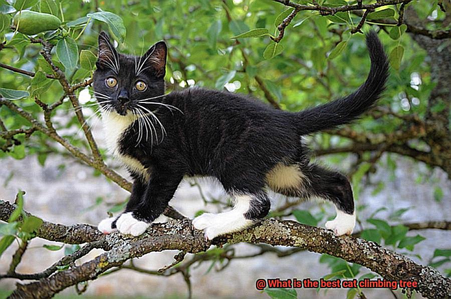 What is the best cat climbing tree-2