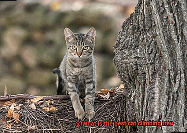 What is the best cat climbing tree-4