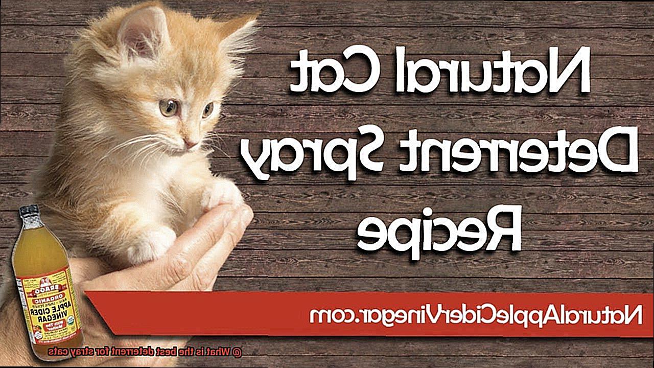 What is the best deterrent for stray cats-2