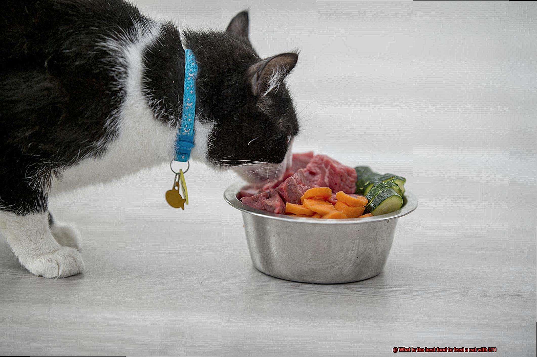What is the best food to feed a cat with UTI-2
