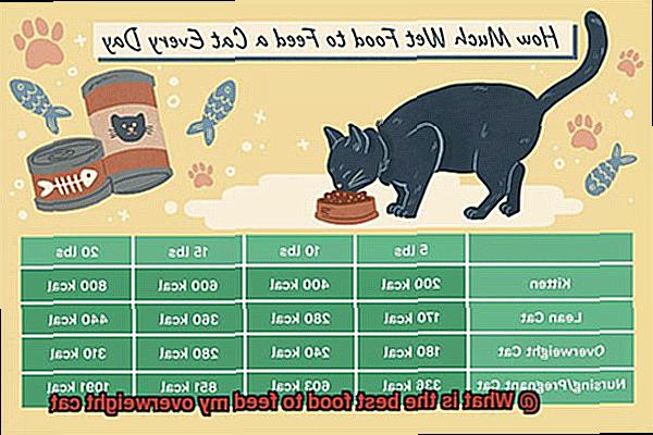 What is the best food to feed my overweight cat-3