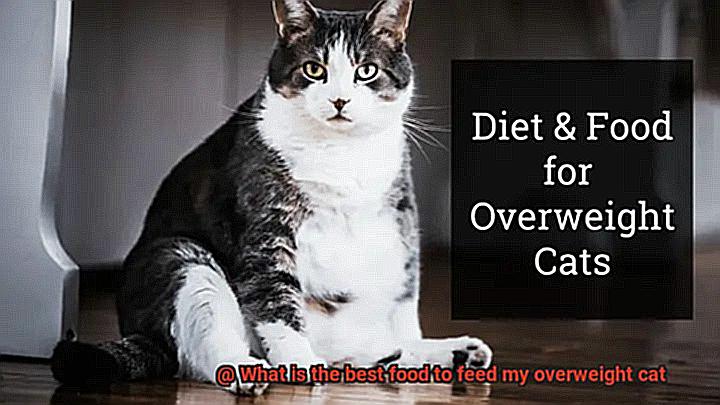 What is the best food to feed my overweight cat-2