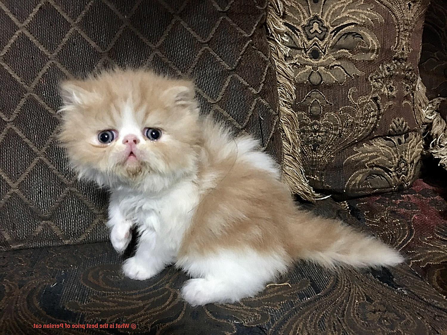 What is the best price of Persian cat-2