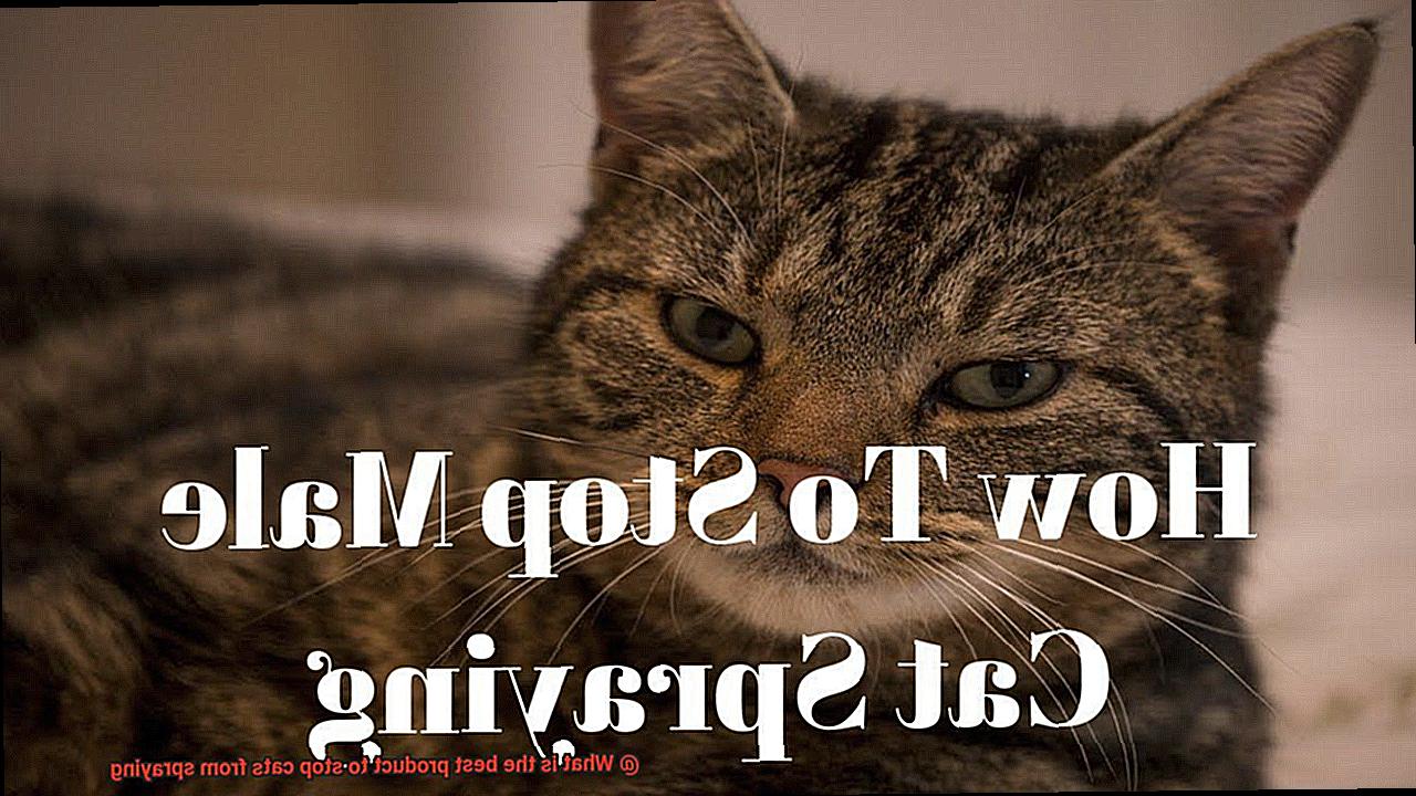 What is the best product to stop cats from spraying-2