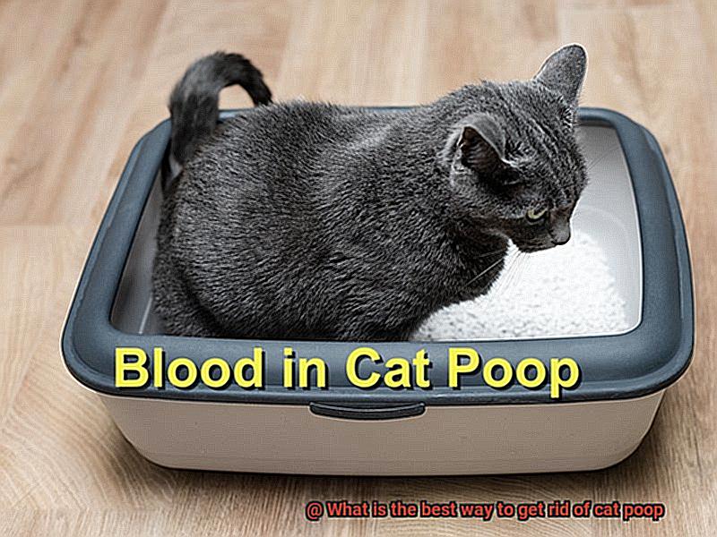 What is the best way to get rid of cat poop-8
