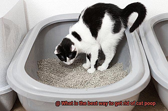 What is the best way to get rid of cat poop-7