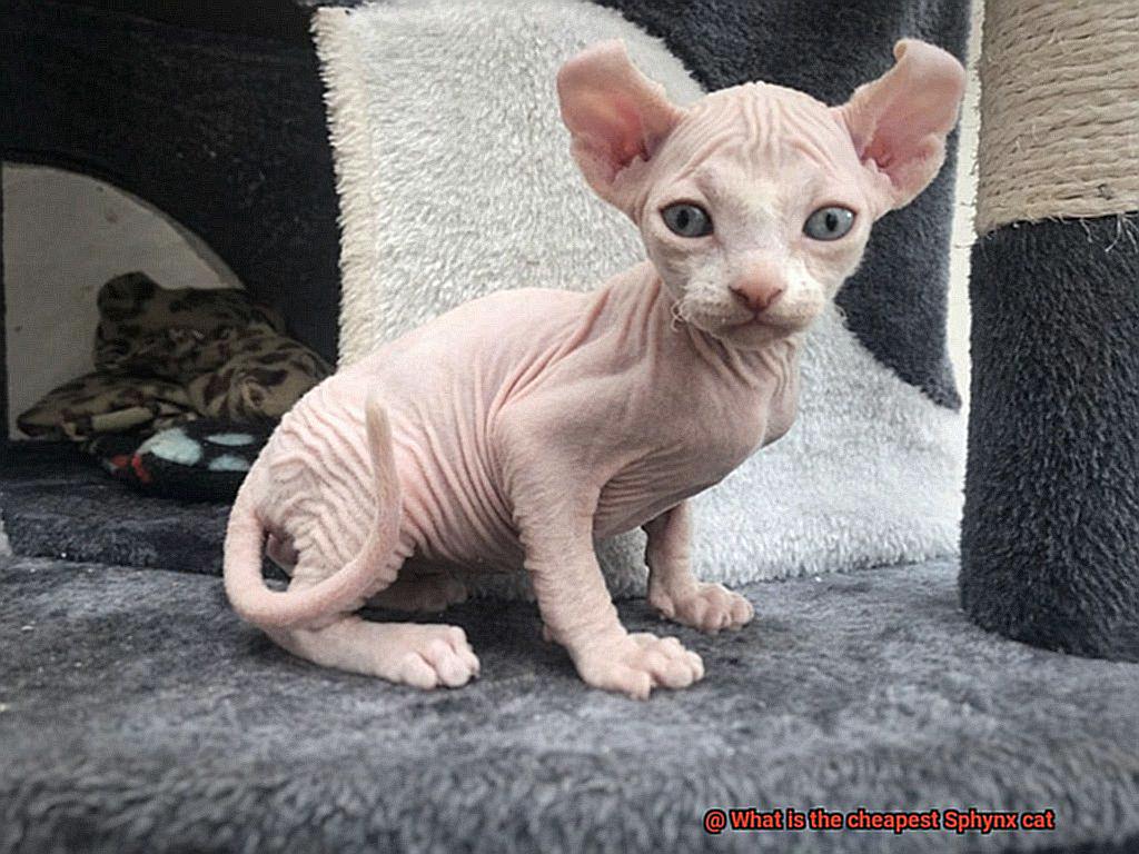 What is the cheapest Sphynx cat-2
