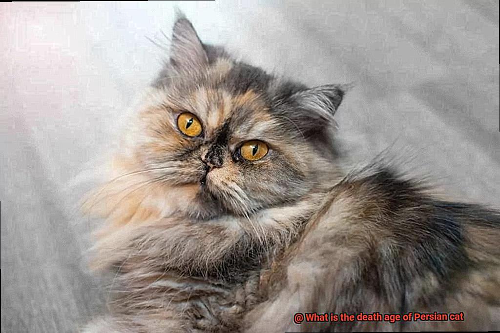 What is the death age of Persian cat-2