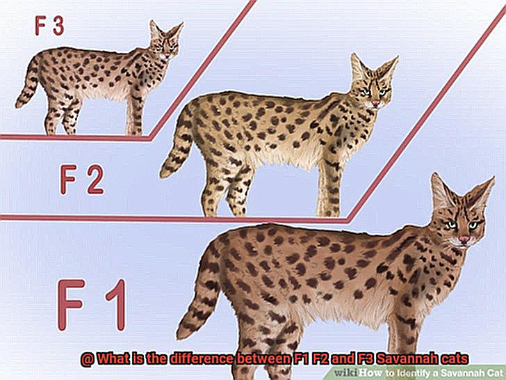 What is the difference between F1 F2 and F3 Savannah cats-3