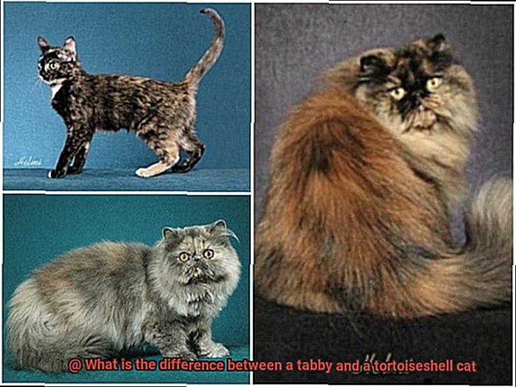 What is the difference between a tabby and a tortoiseshell cat-2