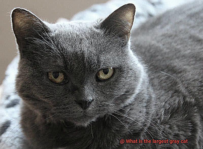 What is the largest gray cat-4