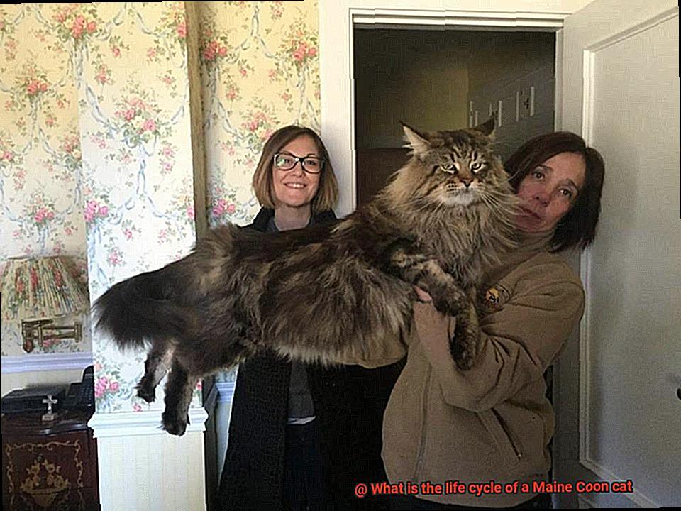 What is the life cycle of a Maine Coon cat-2