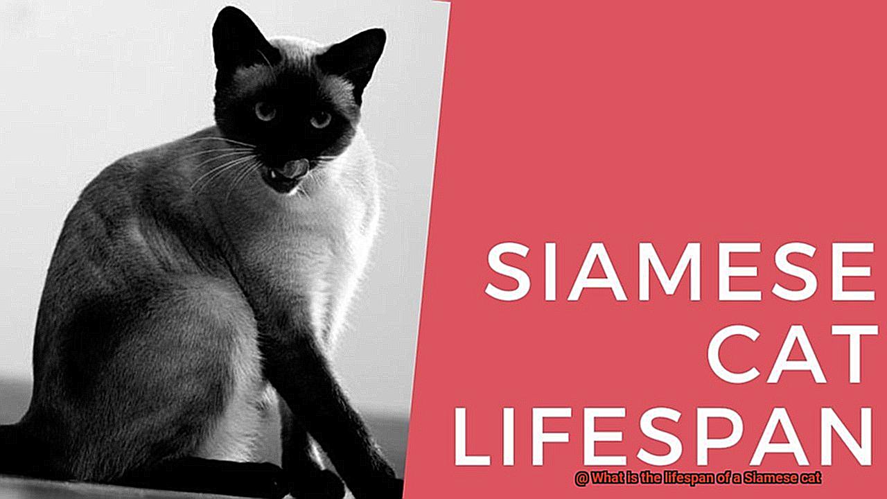What is the lifespan of a Siamese cat-2