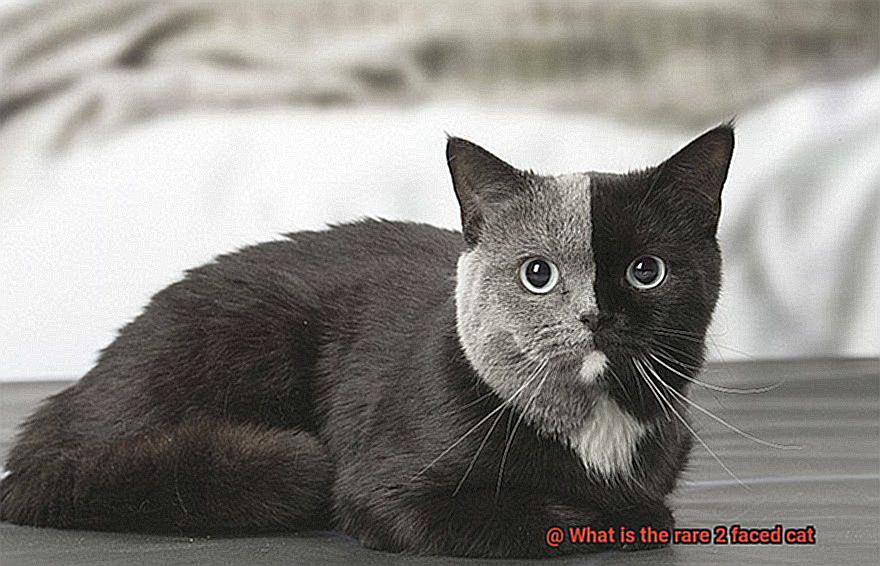 What is the rare 2 faced cat-2