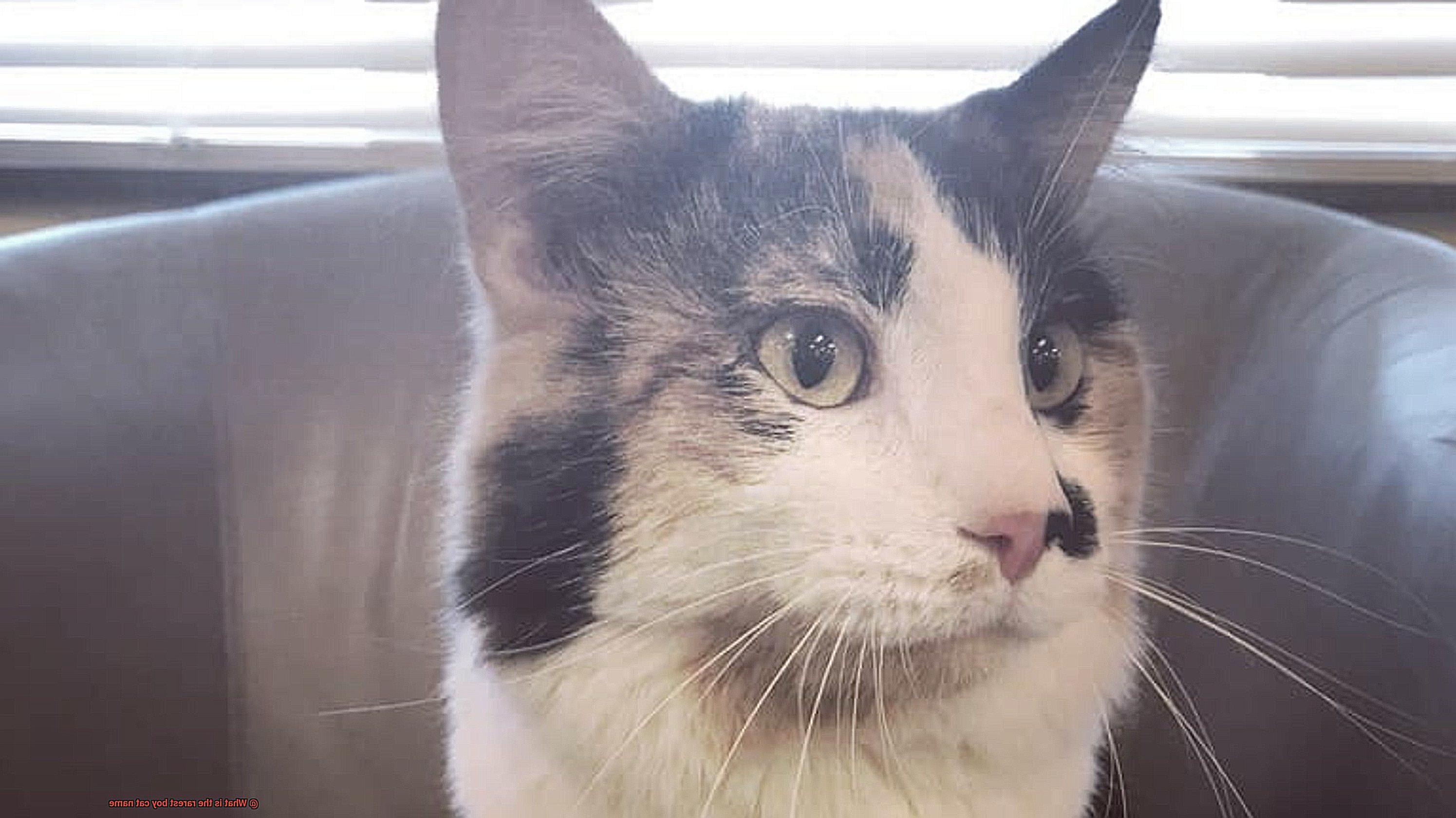What is the rarest boy cat name-2