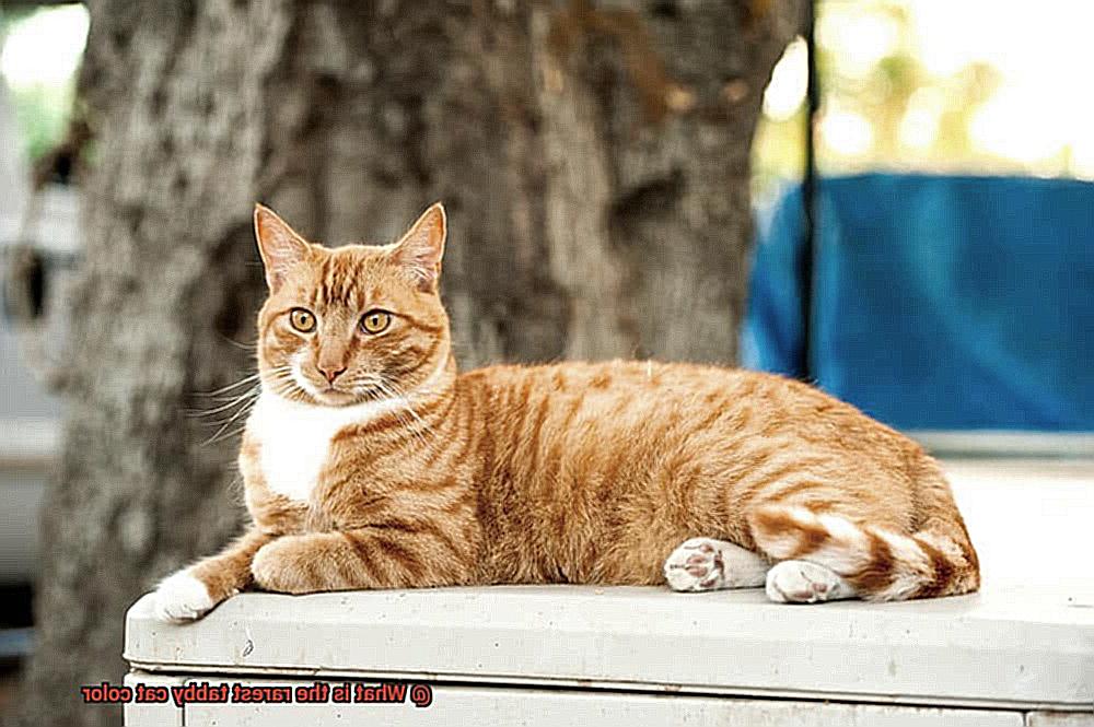 What is the rarest tabby cat color-2