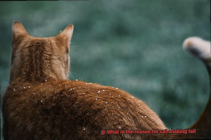 What is the reason for cat shaking tail-4