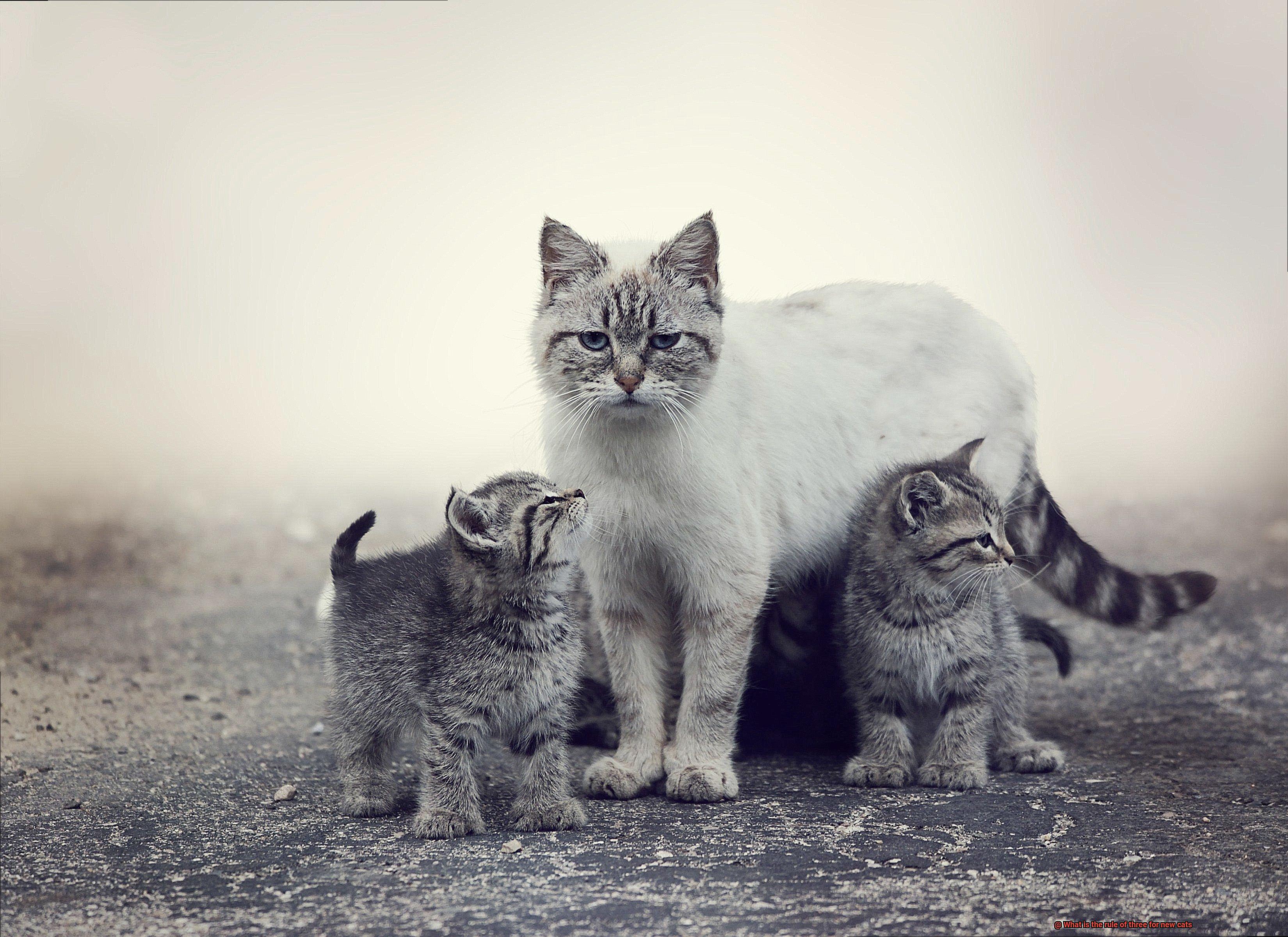 What is the rule of three for new cats-3