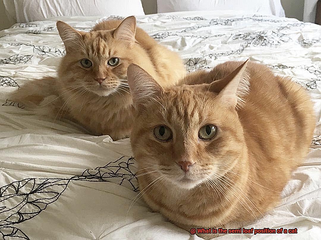 What is the semi loaf position of a cat-3