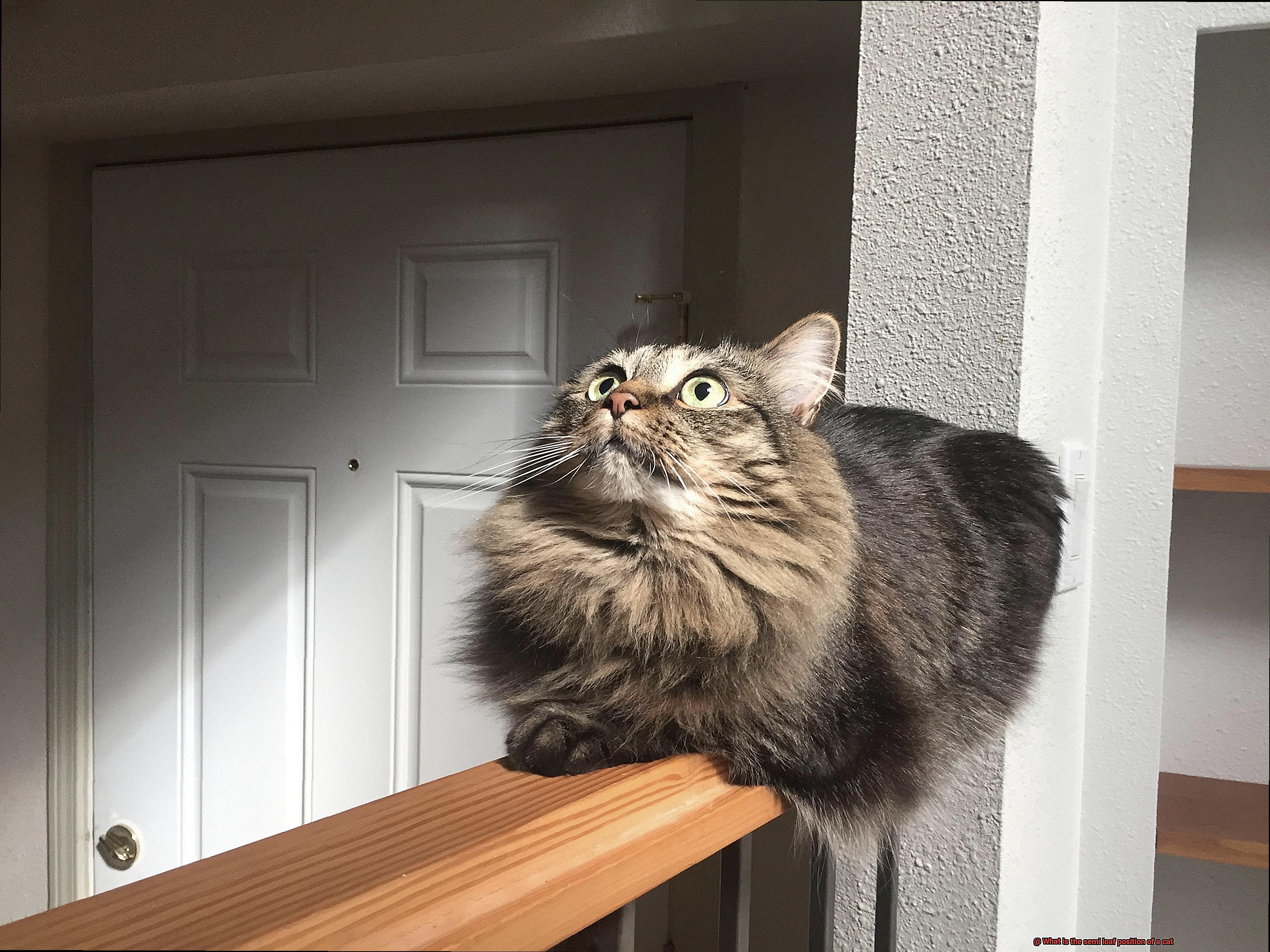 What is the semi loaf position of a cat-2