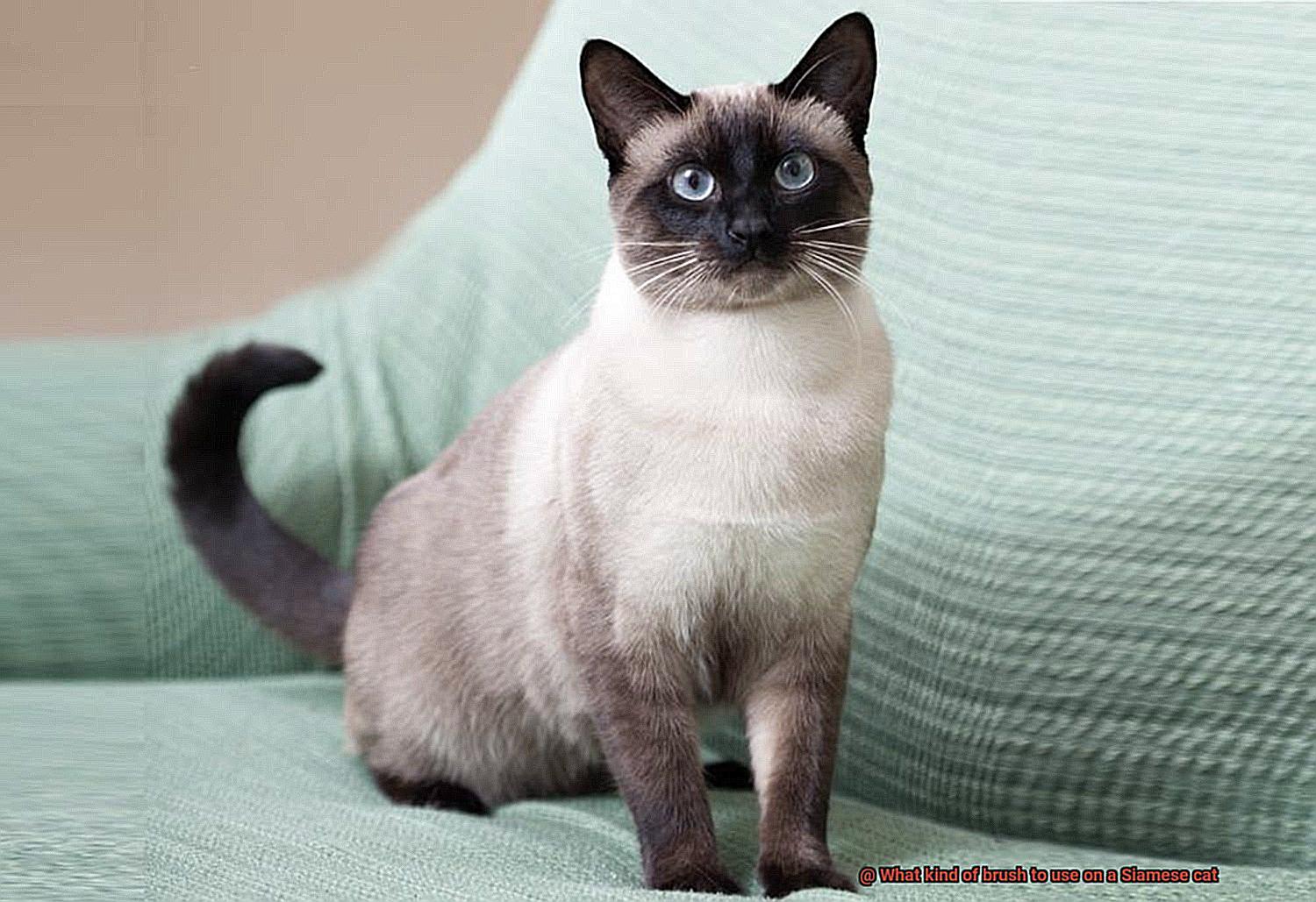 What kind of brush to use on a Siamese cat-2