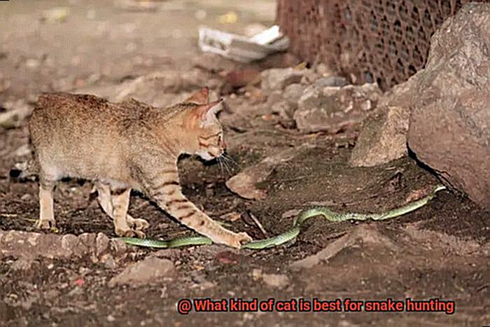 What kind of cat is best for snake hunting-3
