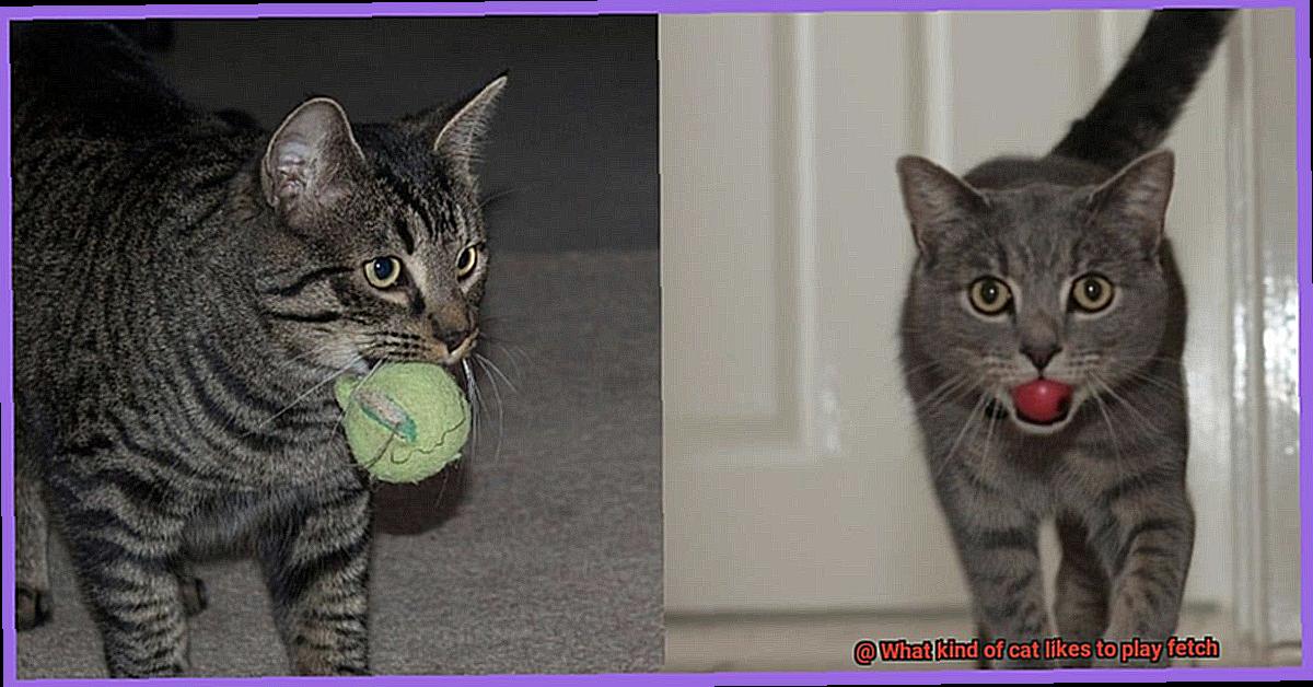 What kind of cat likes to play fetch-3