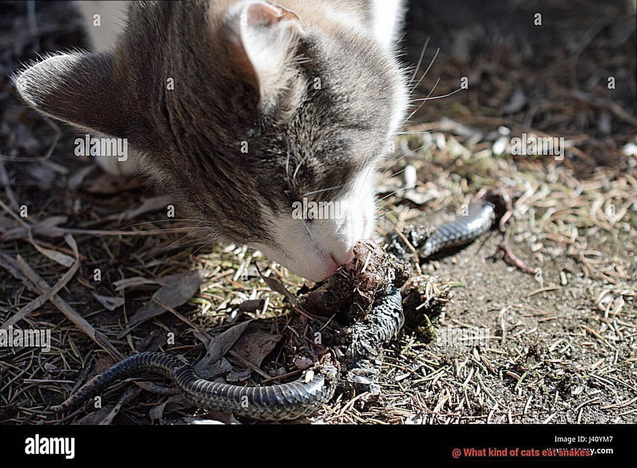 What kind of cats eat snakes-3