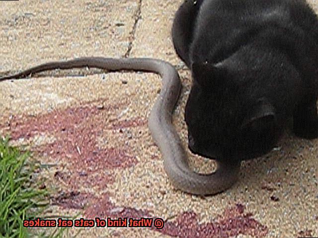 What kind of cats eat snakes-2