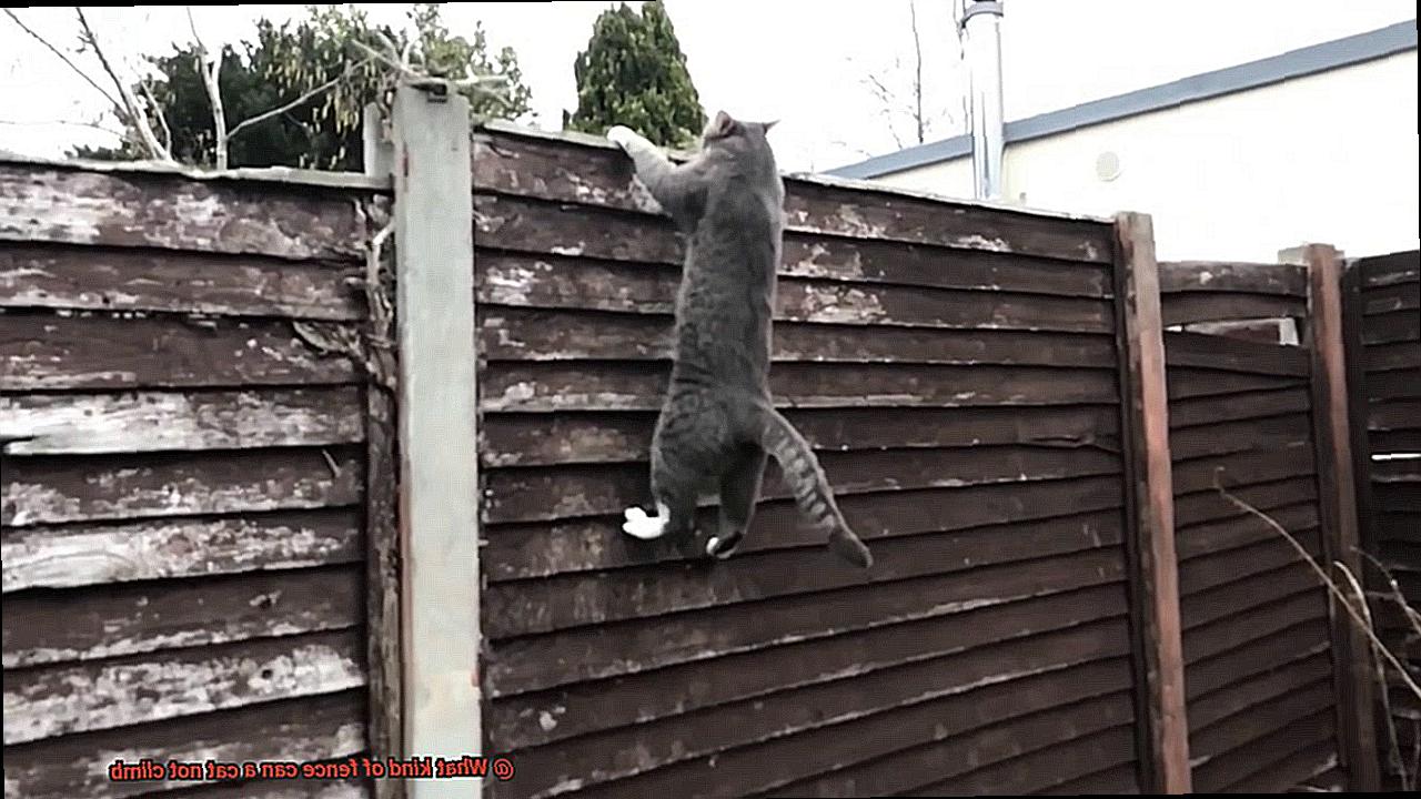 What kind of fence can a cat not climb-3