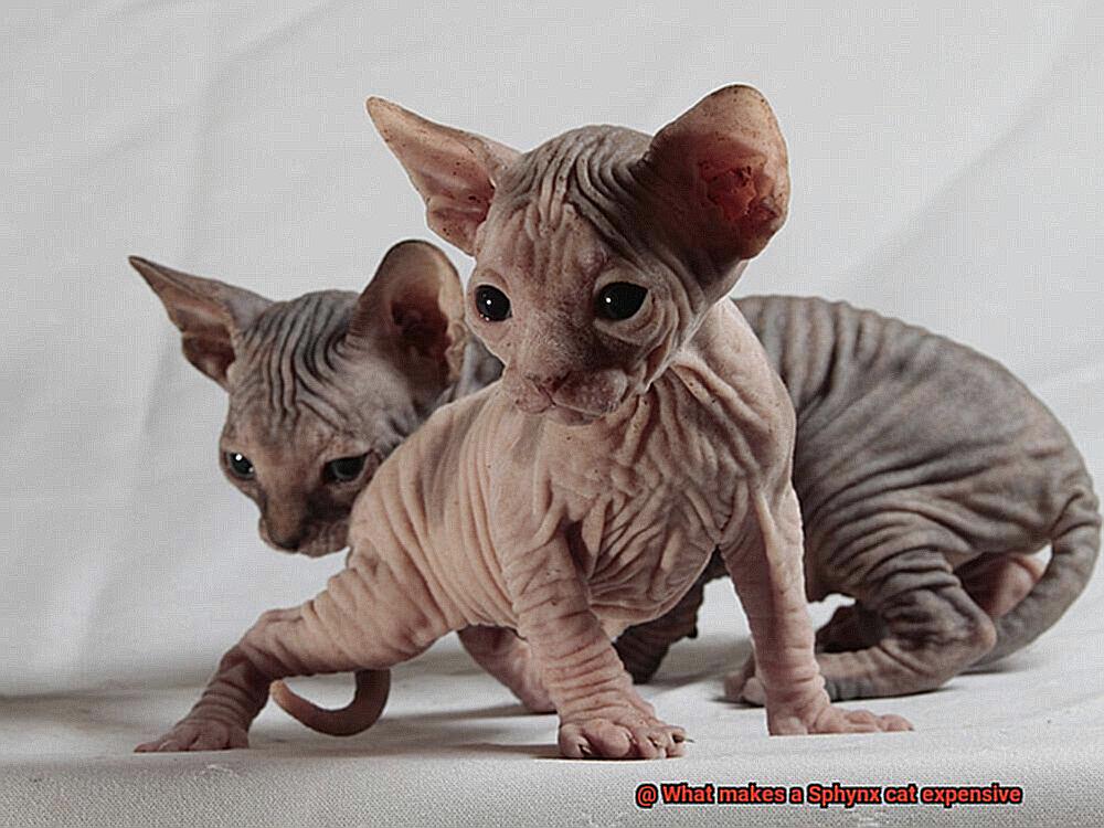 What makes a Sphynx cat expensive-4