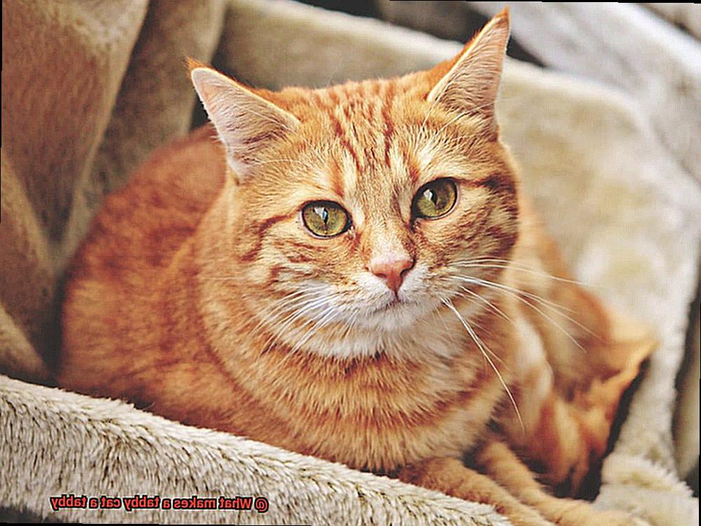 What makes a tabby cat a tabby-2