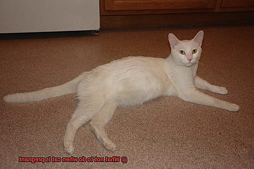 What not to do when cat is pregnant-5