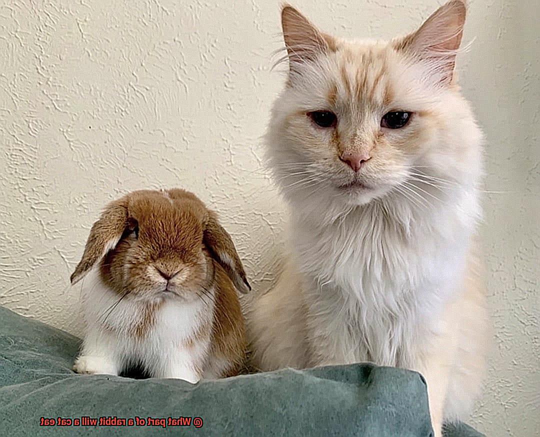 What part of a rabbit will a cat eat-3