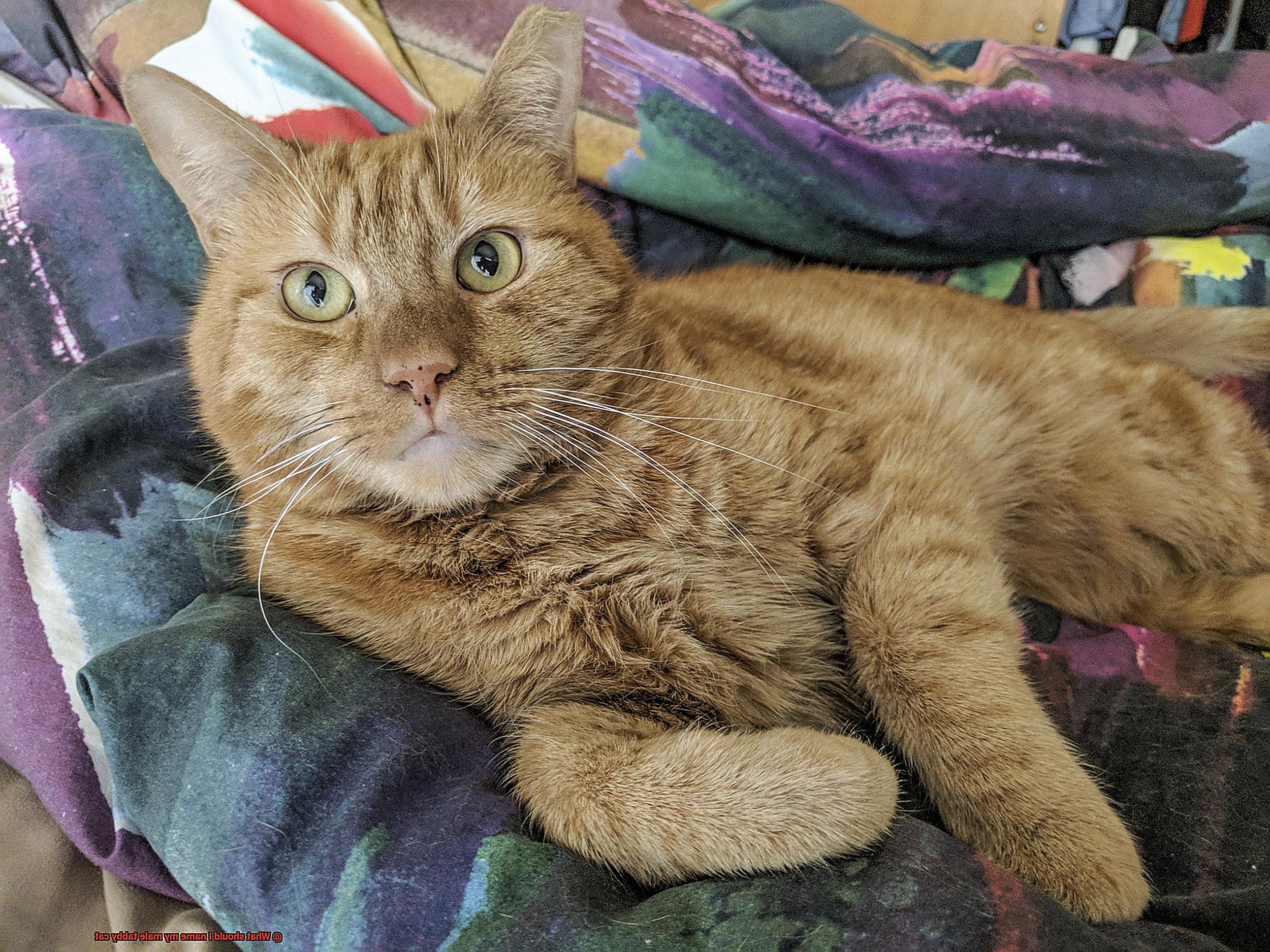 What should I name my male tabby cat-3