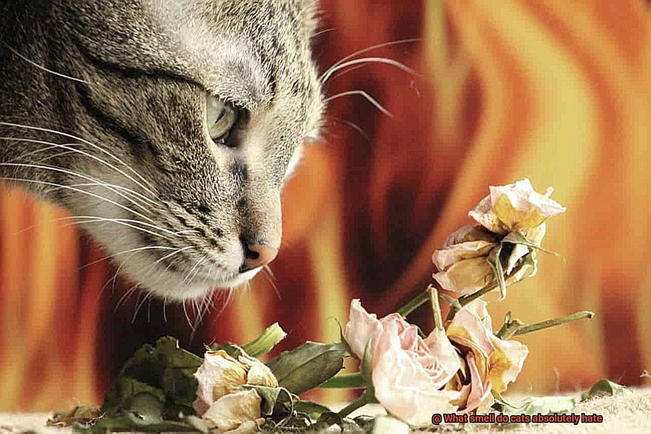 What smell do cats absolutely hate-5