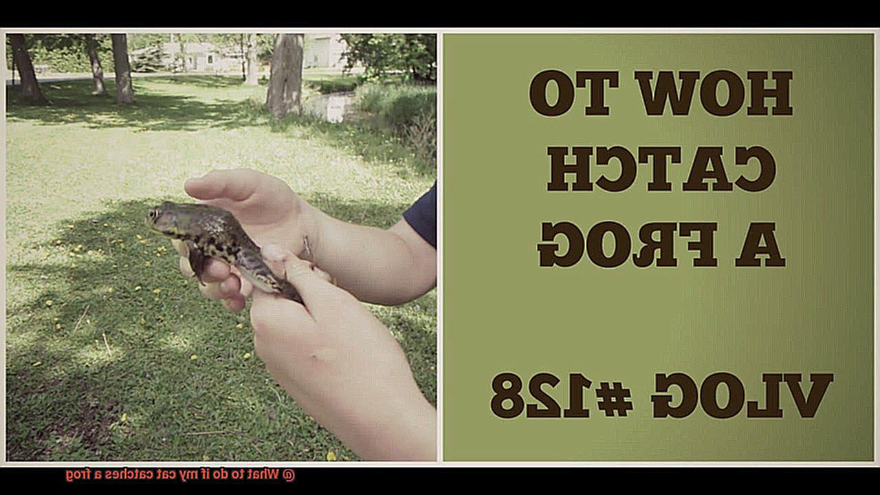 What to do if my cat catches a frog-3